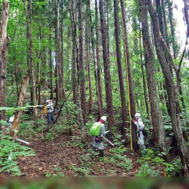 樹高の測定